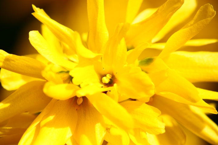 Il primo sole di Primavera..